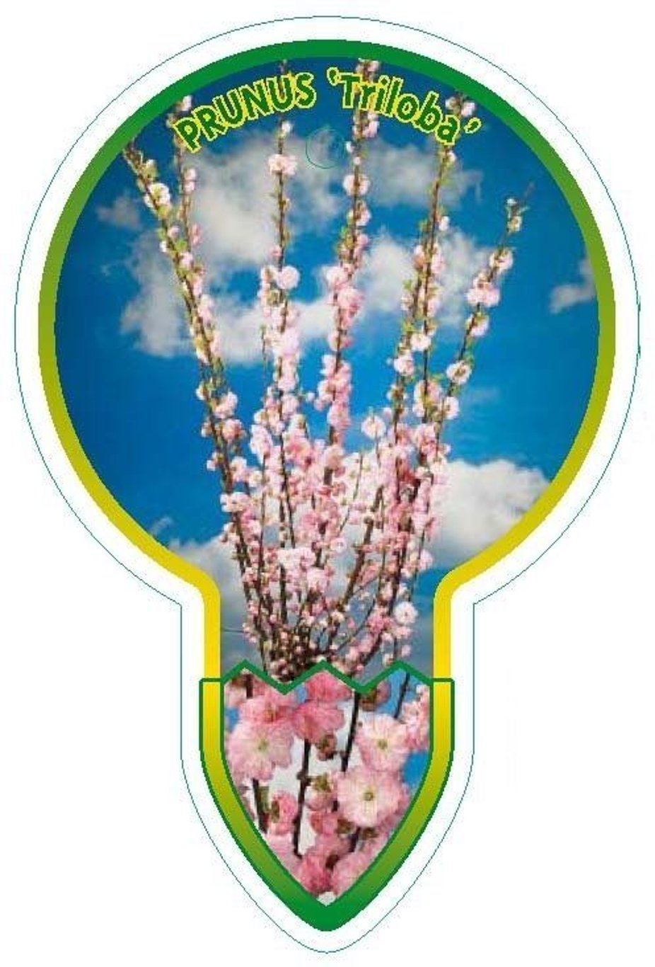 Prunus triloba - 120 CM Stem C5